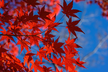 Autumn colors of Japanese maples and Ginko biloba trees in a park in Tokyo, Japan, in early December