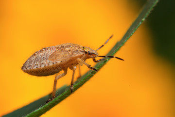 stinkbug