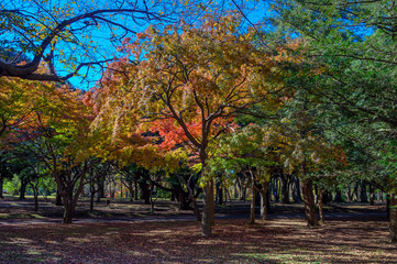 Fototapeta na wymiar Autumn colors of Japanese maples and Ginko biloba trees in a park in Tokyo, Japan, in early December