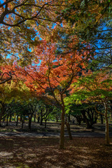 Fototapeta na wymiar Autumn colors of Japanese maples and Ginko biloba trees in a park in Tokyo, Japan, in early December
