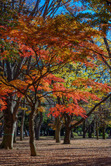 Naklejka premium Autumn colors of Japanese maples and Ginko biloba trees in a park in Tokyo, Japan, in early December