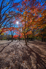 Naklejka premium Autumn colors of Japanese maples and Ginko biloba trees in a park in Tokyo, Japan, in early December