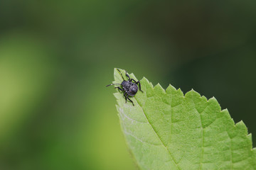 Fototapeta premium stinkbug