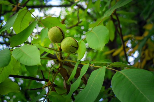 Walnut fruit and tree. Agriculture. Farming. tree in garden or orchard