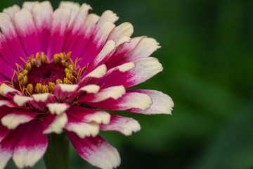 Obraz premium closeup of pink flower