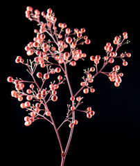 bacche rosse di nandina domestica su fondo nero