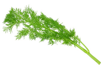 fresh green dill isolated on white background. top view
