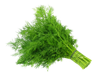 bunch fresh green dill isolated on white background