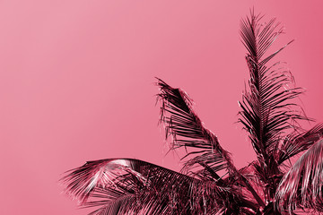 Palm tree against a sky on a sunny day. Tropical background pink color toned
