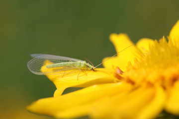 chrysopa pallens