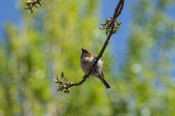bird on a branch