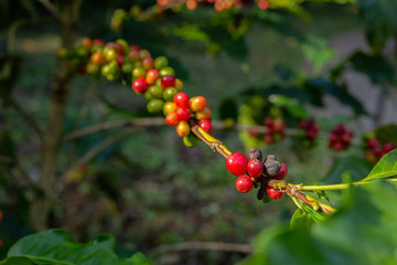 Red and black ripe coffee beans on the branch in coffee plantation farm.