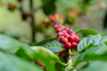 Coffee beans on the branch in coffee plantation farm.