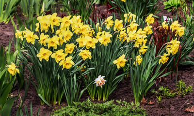 Yellow daffodils on flowerbed. Spring flowers_