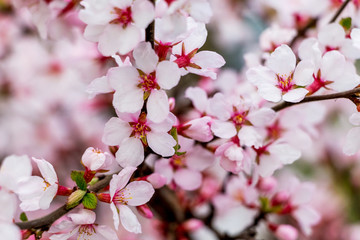 Fototapeta na wymiar Pink apricot flowers. Apricot blossom, spring background_