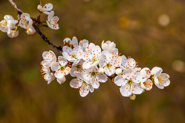 Cherry branch with flowers on brown background_