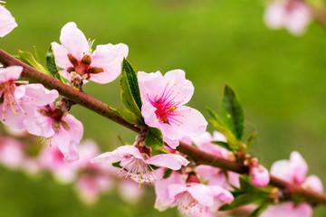 Pink peach flowers on light green background_