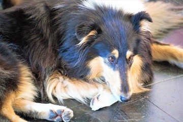 Hund