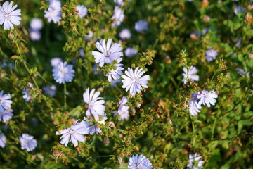 Blue flowers of chicory in the garden. (Cichorium intybus)                  