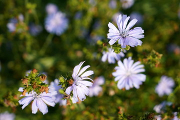 Blue flowers of chicory in the garden. (Cichorium intybus)                  