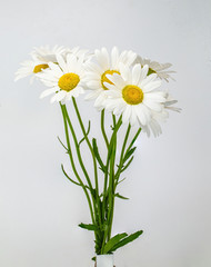 White daisies. Garden Daisy.