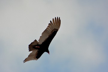 bald eagle in flight