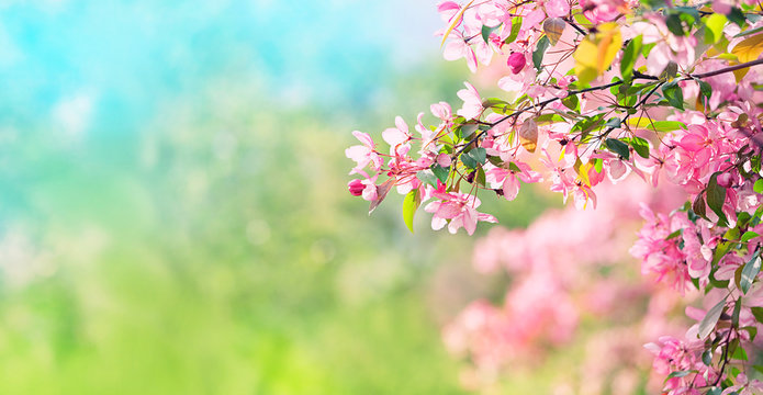 Pink plum flowers in spring garden. Spring blooming cherry flowers branch on natural abstract background. Atmosphere gentle Spring image. banner. copy space. template for design