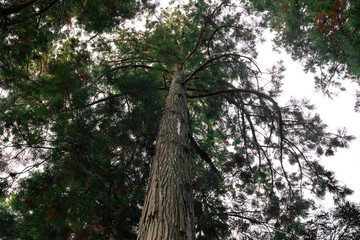 Karamatsu shrine in Akita.