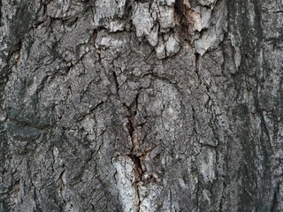 background and texture of an old decrepit tree