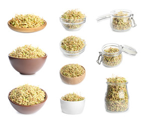 Set of sprouted green buckwheat isolated on white