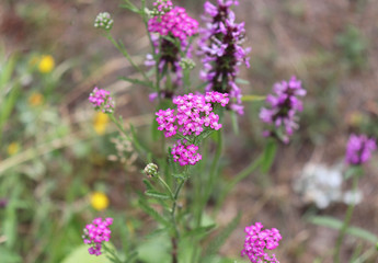 Closeup of pink flower achillea millefolium, commonly known as yarrow or common yarrow in organic garden.Nature concept.Blurred background.