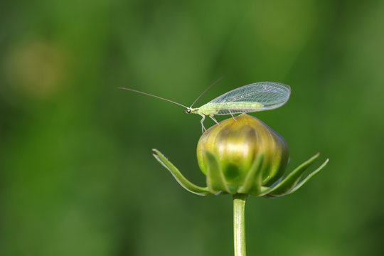 chrysopa pallens