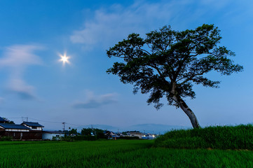 Fototapeta na wymiar 満月の月光と面白い形の樹木