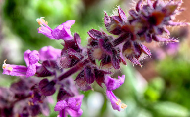 Macro photo of purple wild flowers in the garden, with shallow DOF or Depth of Field