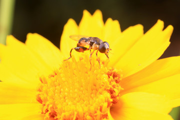 Syrphidae on plant