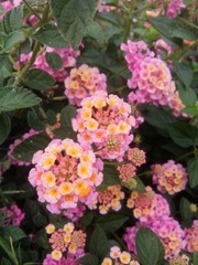 pink flowers in the garden