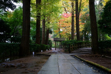 雨上がりの秋の日本庭園