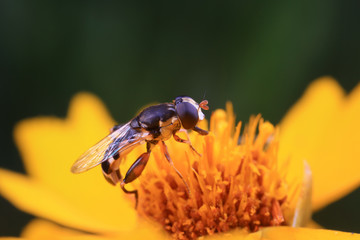 Syrphidae on plant