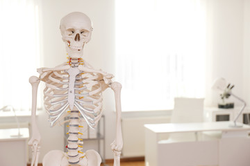 Human skeleton model in modern orthopedist's office