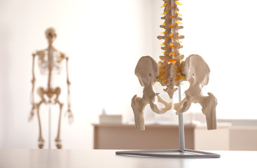 Human spine model on table in orthopedist's office, closeup - obrazy, fototapety, plakaty
