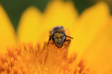 Bee