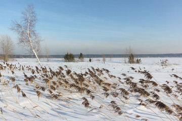 Trees and grass on the snow island of Taiwan, Ob Reservoir, Novosibirsk, Russia