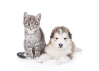cat and dog looking at camera together. isolated on white background