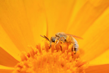Bee