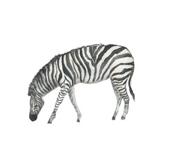 Watercolor painting a zebra isolated on white