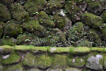 A moss covered wall in front of an overgrown wall in a nature reserve in Nikko-Japan.