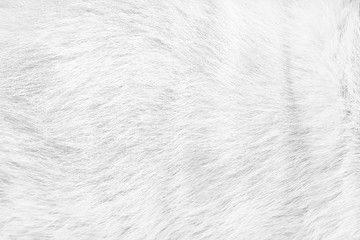 Fur cat animal skin , background natural short smooth light patterns surface