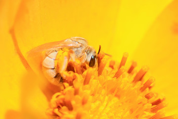 Bee