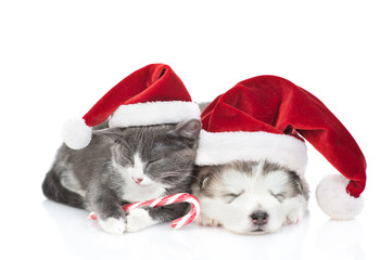 Fototapeta na wymiar puppy and kitten in Christmas hats on a white background