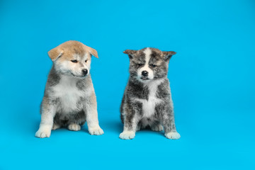 Naklejka na ściany i meble Cute Akita inu puppies on light blue background. Friendly dogs